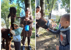 Chłopcy pozują z alpakami