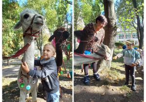 Dzieci pozują z alpakami