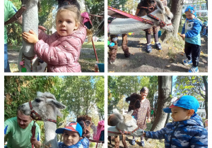 Dzieci karmią alpaki marchewkami