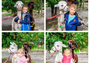 Dzieci pozują z alpakami