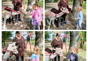 Dziewczynki karmią alpaki