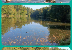 Dzieci karmią kaczki